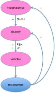Testosterone HPG axis diagram showing natural decline after 30 in men, affecting energy, vitality, and overall health