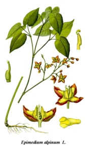 Botanical illustration of Epimedium alpinum, a natural herb supporting energy, vitality, and male health naturally
