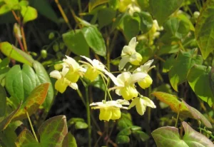 Epimedium x versicolor flowers, source of icariin used in Horny Goat Weed supplements for male wellness
