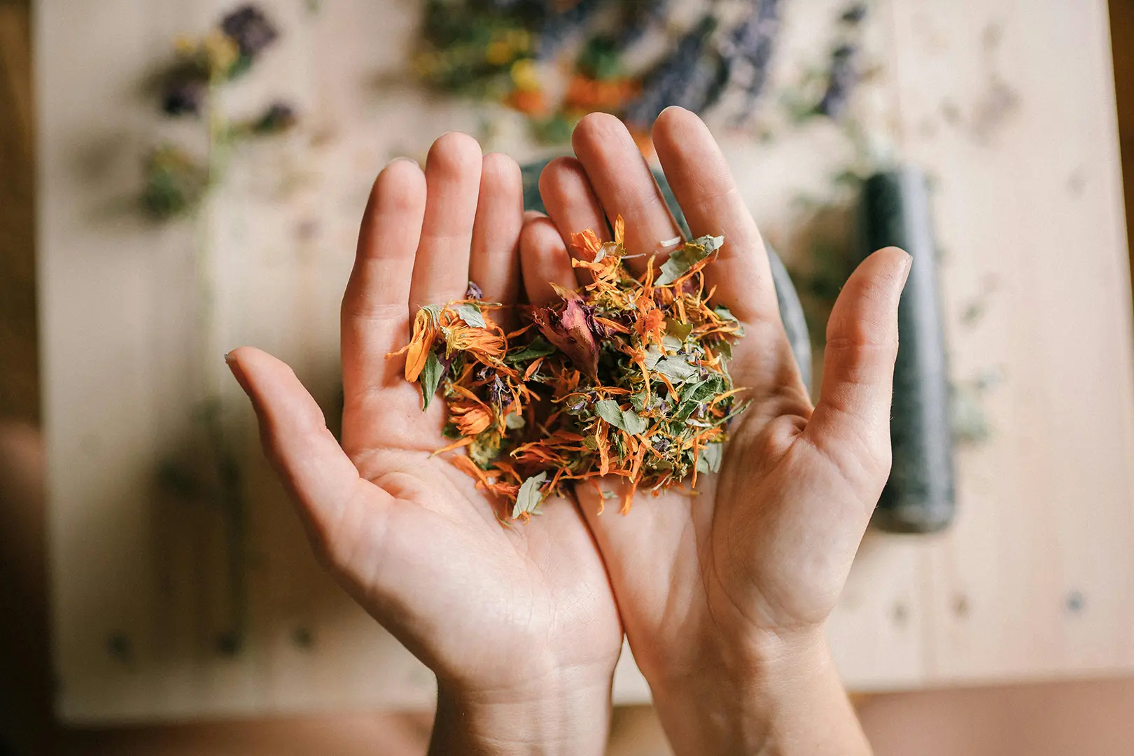 Hands with medicinal herbs supporting male health and testosterone