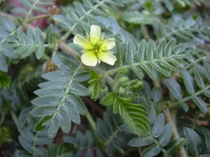 Tribulus terrestris plant with spiky fruits, traditionally used in men’s wellness and herbal supplement routines. 