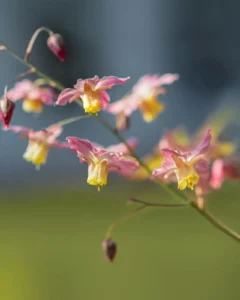 Icariin from Epimedium flower, a natural flavonoid supporting male vitality, energy, and overall wellness