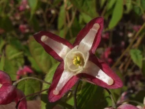 Icariin plant Epimedium grandiflorum Rose Queen showing leaves and flowers, natural herb supporting male vitality and energy 