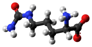 3D ball-and-stick model of L-Citrulline molecule – precursor to nitric oxide for massive pumps and stamina
