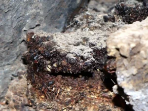 Shilajit and ashwagandha for men over 40: shilajit mineral resin from Mohave Lava Tube, Wikipedia, traditional adaptogen 