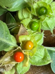 Shilajit and ashwagandha for men over 40: Withania somnifera fruit photo from Wikipedia illustrating traditional adaptogen 